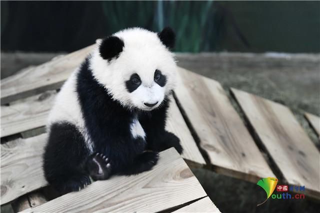 荷兰动物园公布大熊猫宝宝"梵星"最新照 憨态可掬太萌了!