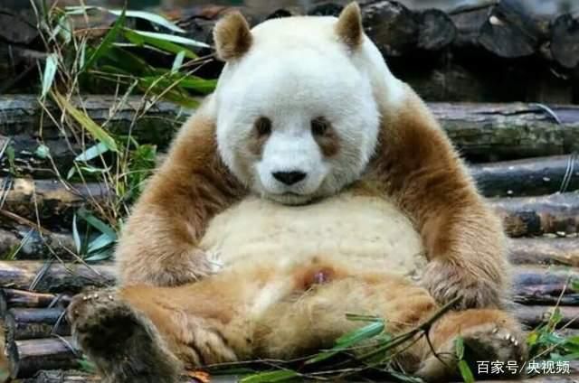 全球第一只白色大熊猫图片
