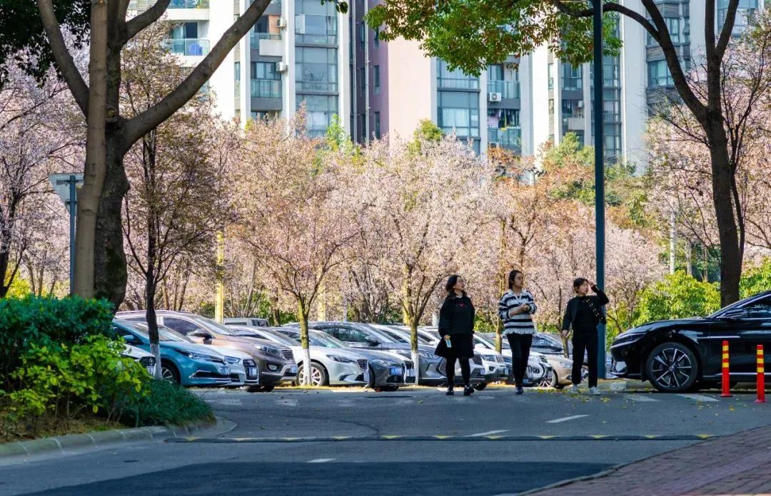 观赏双流花园道路旁如云似雪的紫叶李也开了一树一树的浅粉仰望璀灿柔