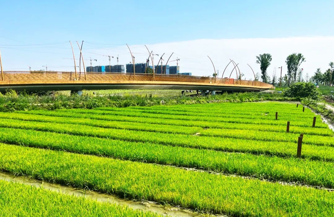 有公园又有农田在环城生态区亲近自然