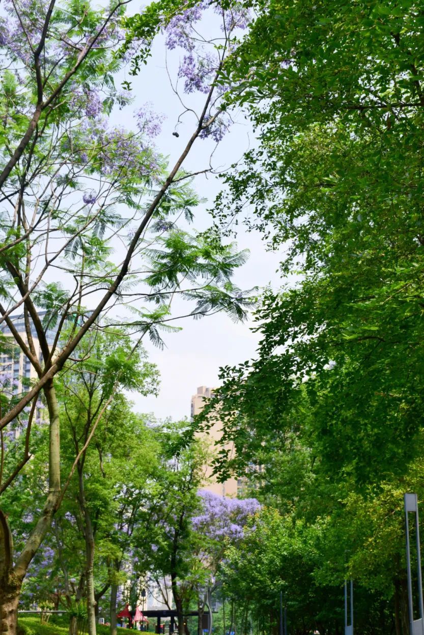 公园城市之花重锦官系列 | 蓝花楹