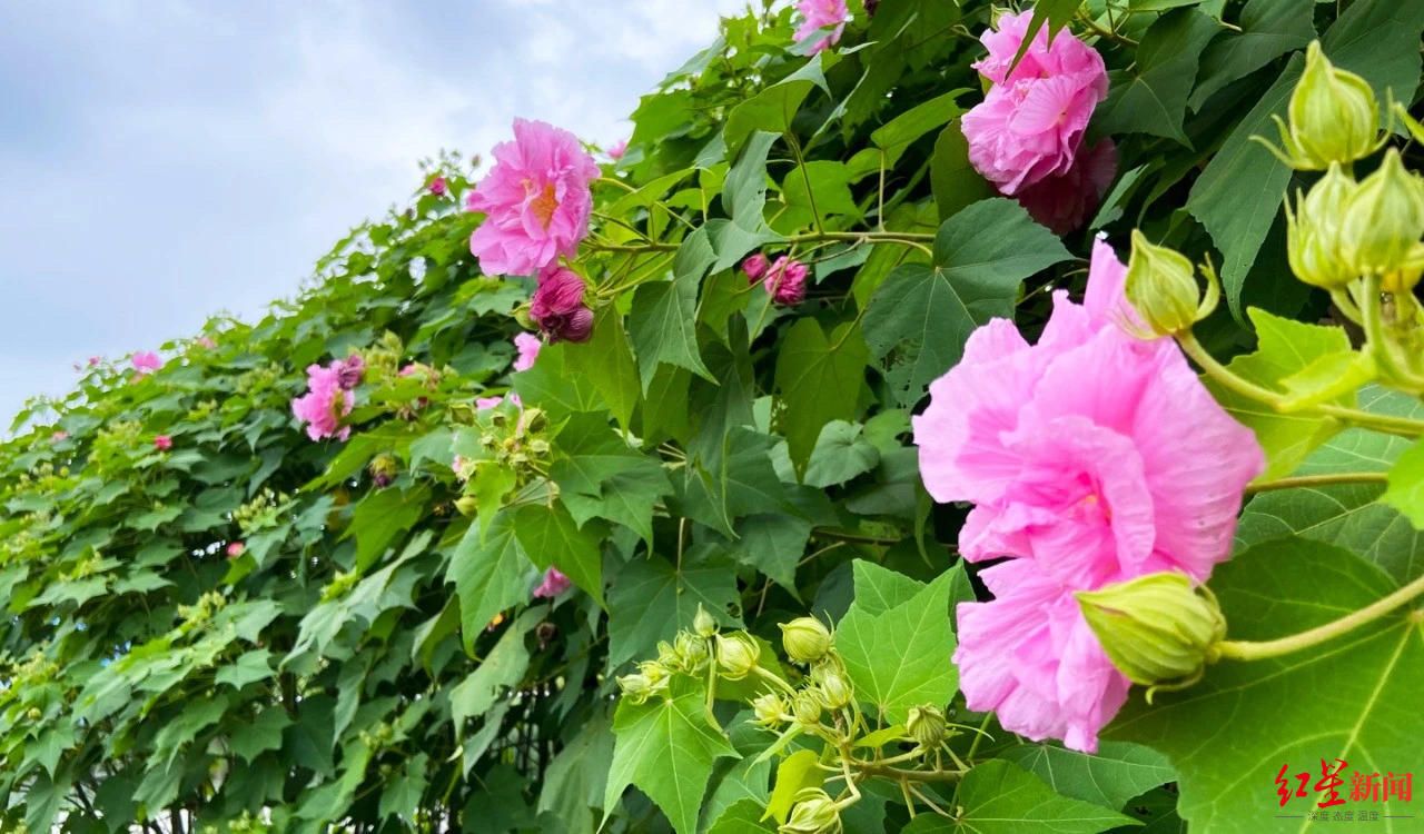2023天府芙蓉花节将于10月20日启幕赏花总面积达12万平米