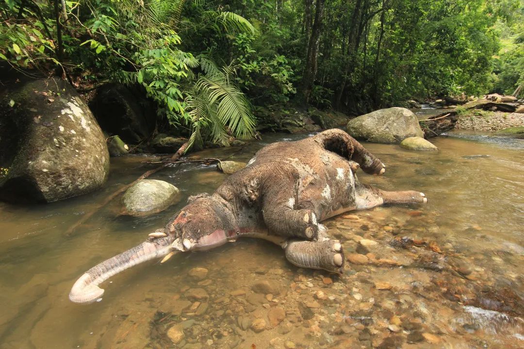 热带雨林十大恐怖生物图片