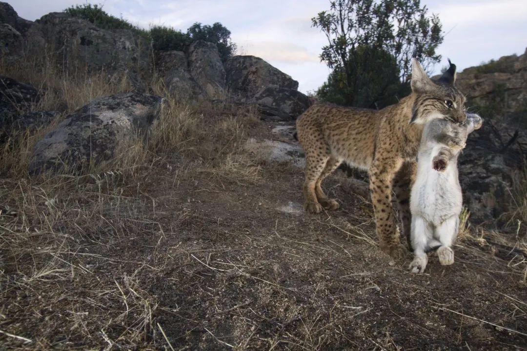 猞猁图片捕杀图片