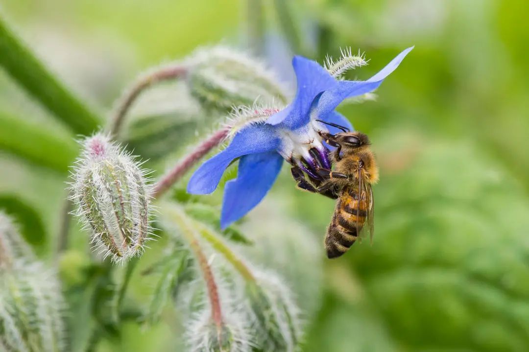 世界蜜蜂日 