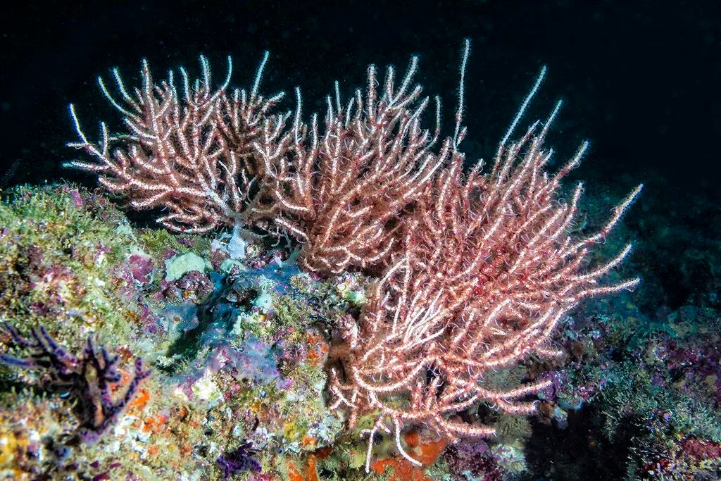 珊瑚的种类繁多,通常包括软珊瑚,柳珊瑚,红珊瑚,石珊瑚,角珊瑚,水螅