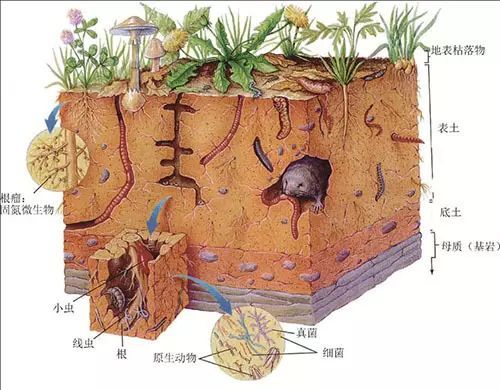 自然土壤剖面示意图图片