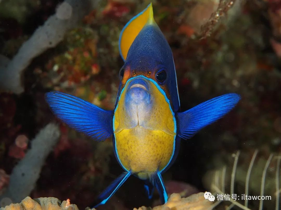 物種圖冊藍肩劍蓋魚