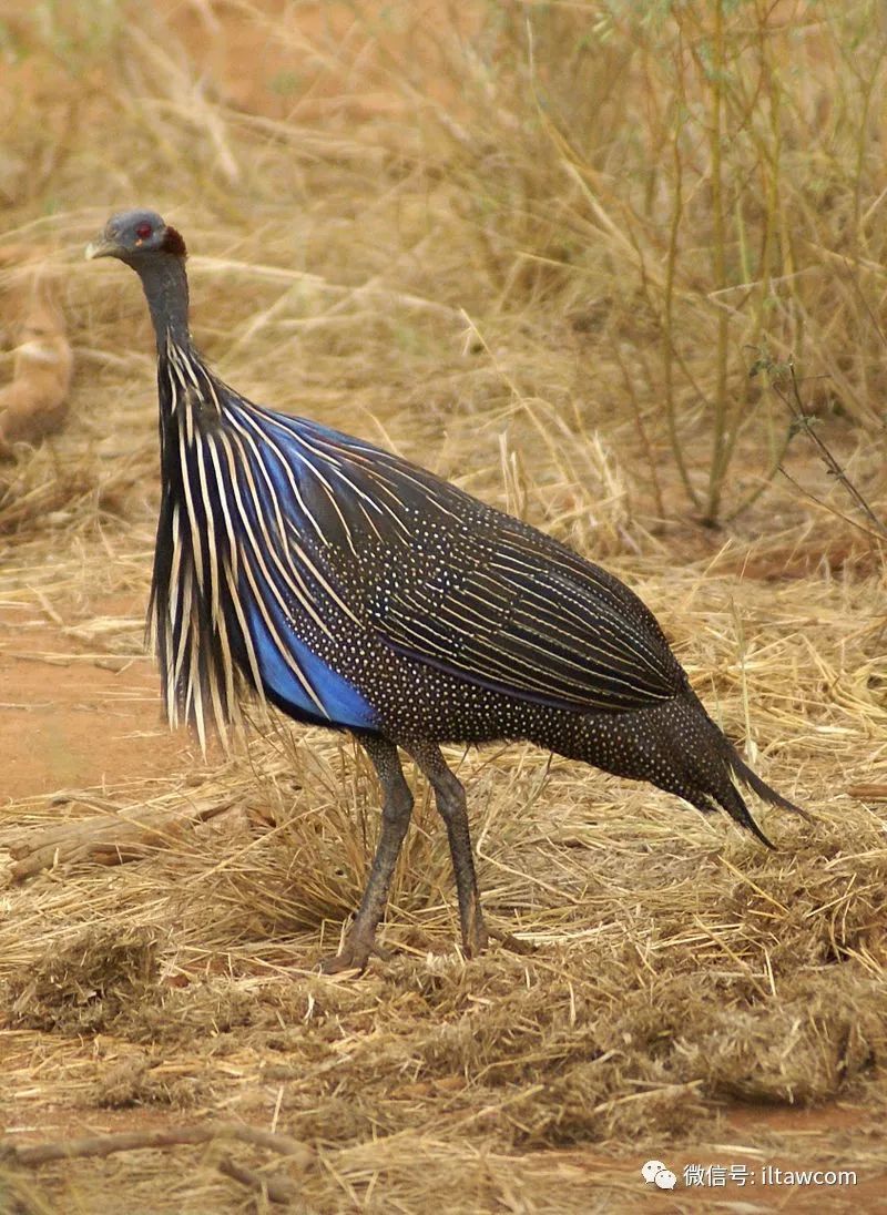 vulturine guineafowl