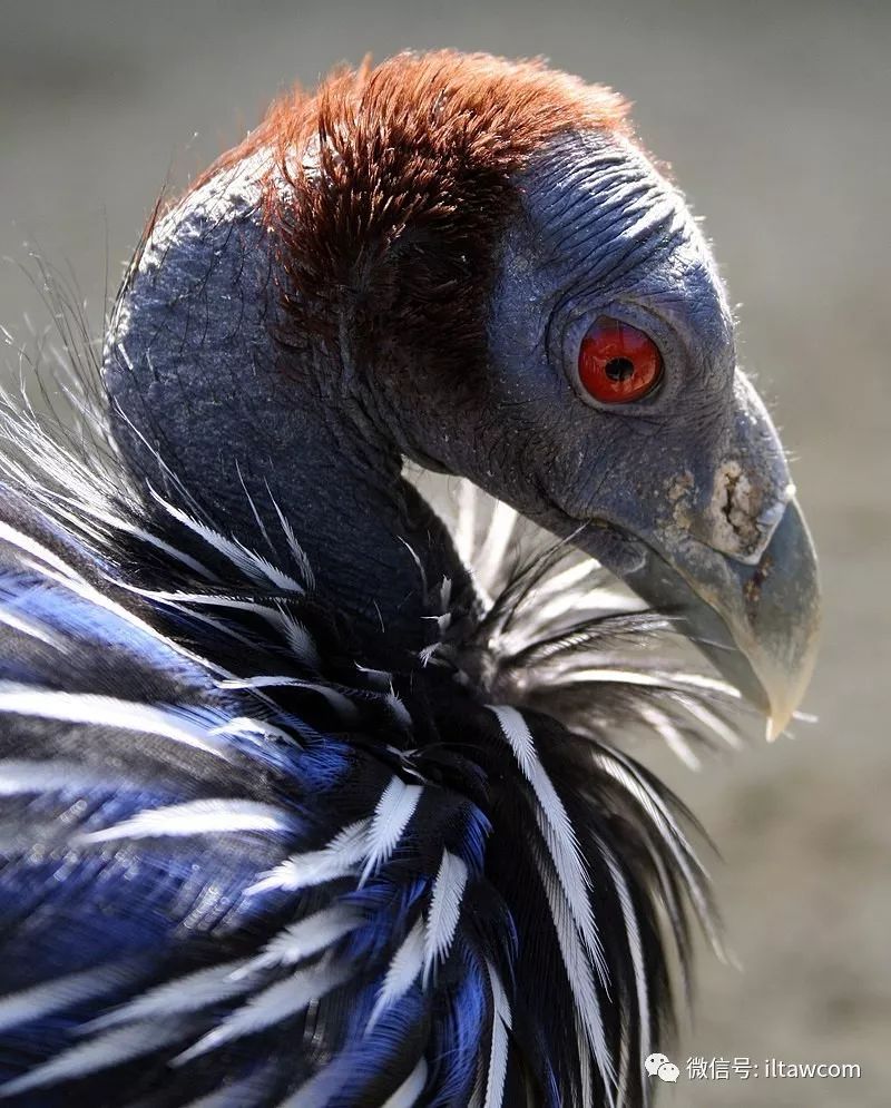 vulturine guineafowl