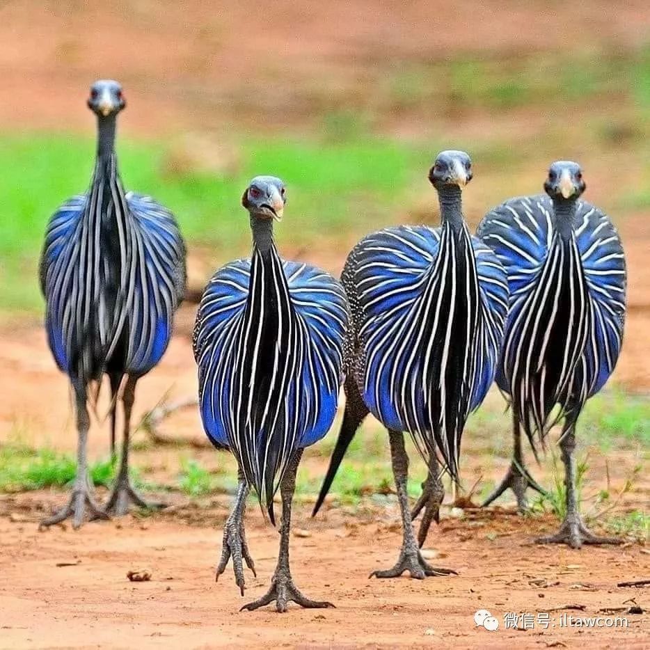 vulturine guineafowl