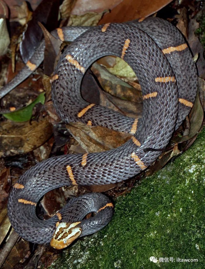贵州常见的蛇图片