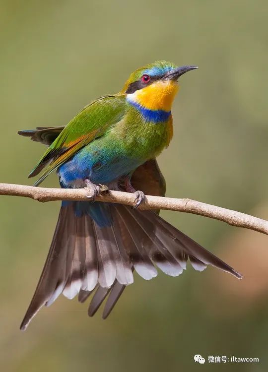 全球觀鳥日-認識世界的100種鳥類