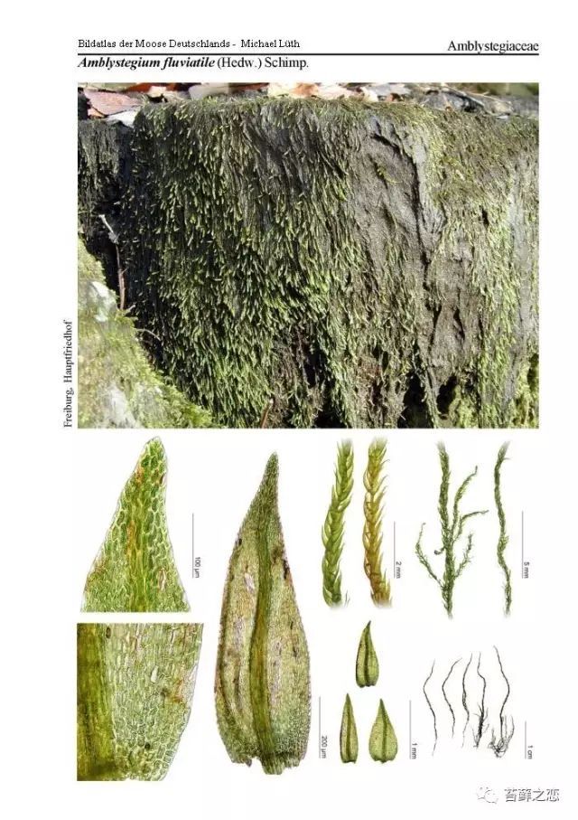 苔藓植物彩色图鉴01