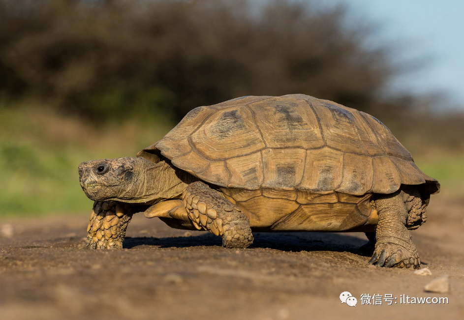 50種少有人知的野生動物國際生物多樣性日特輯