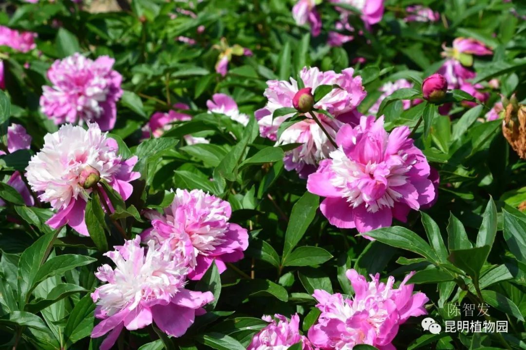 奇花露霜芍藥牡丹與芍藥在我國的栽培歷史悠久,它們形態特徵相似