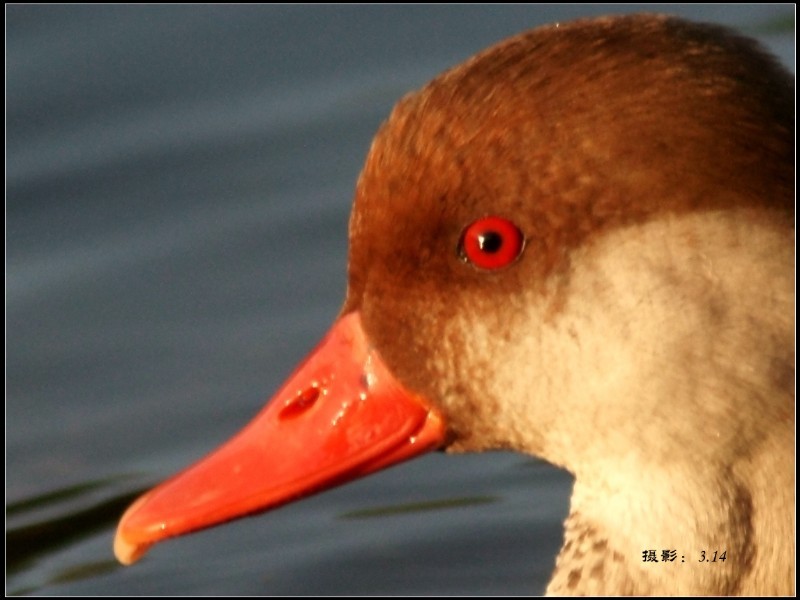 红眼睛的水禽组照