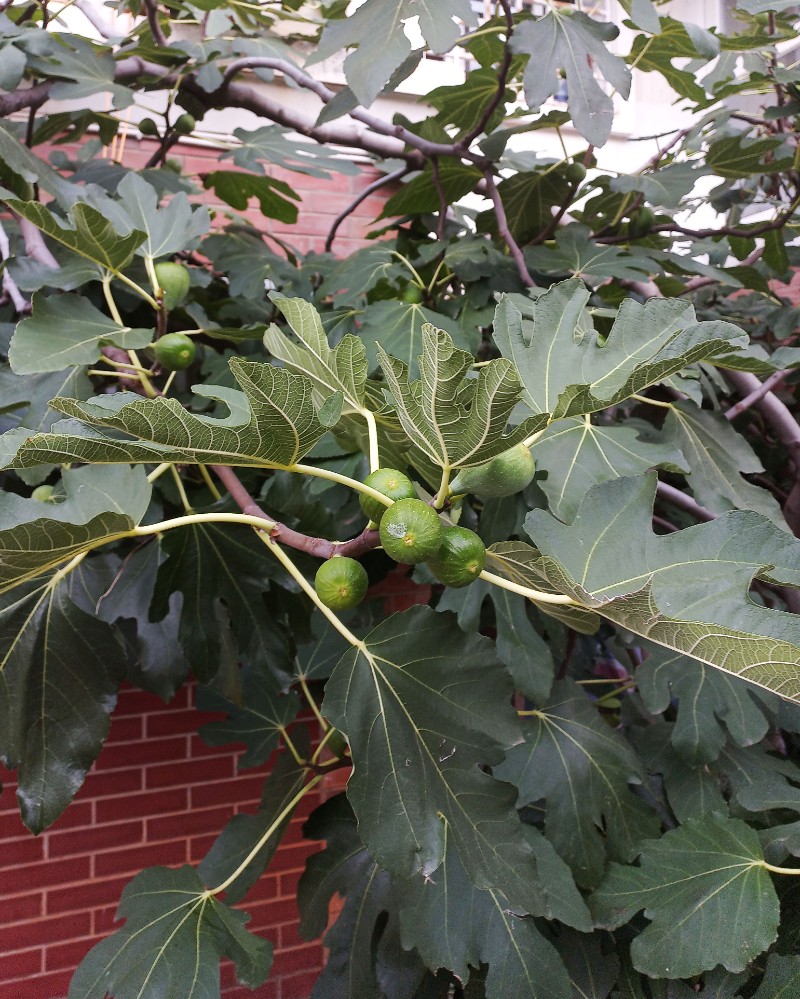 无花果图植株图片