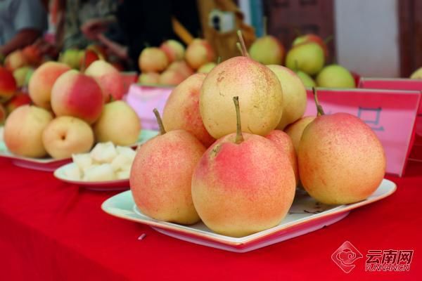 与梨相约祥云县举办红梨文化旅游节