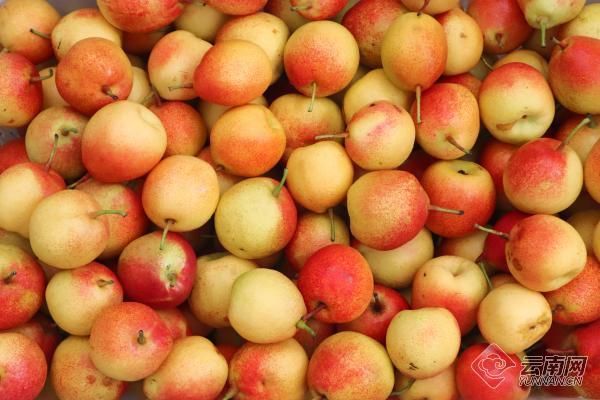 与梨相约祥云县举办红梨文化旅游节