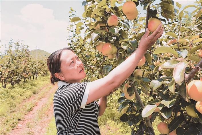 祥云县雷达山种植农民专业合作社理事长刘红莲在采摘祥云红梨