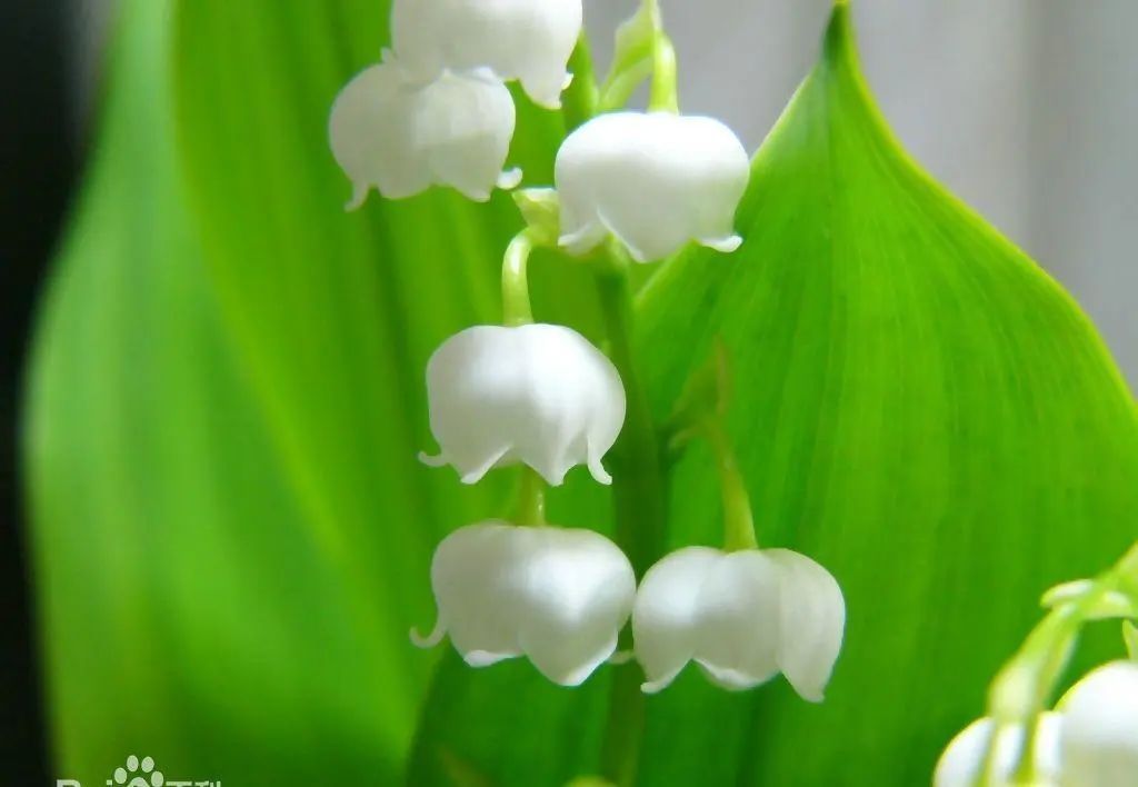 游览国家植物园96认识植物67铃兰