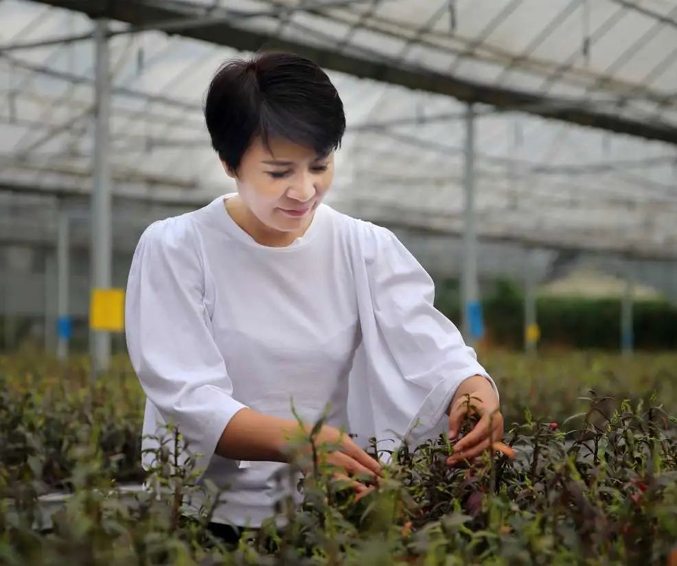 二十六年深耕仙草绽放共富花国家林草乡土专家俞巧仙