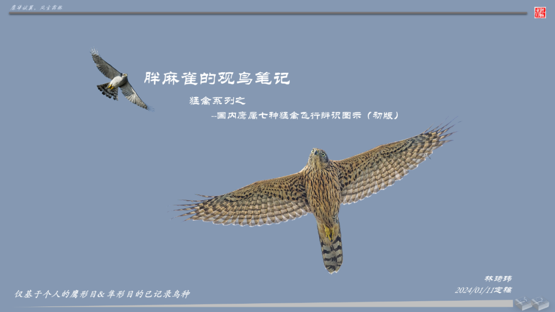 国内鹰属七种猛禽辨识图示 - 关注森林