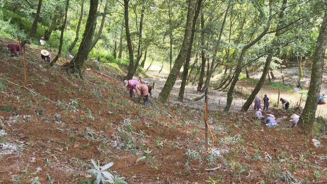 郭大寨乡因地制宜发展林下特色中药材种植只是凤庆县林下特色产业发展