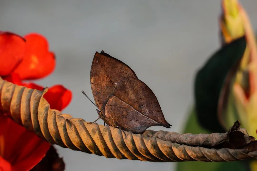 云南金平"亿"只蝴蝶大爆发