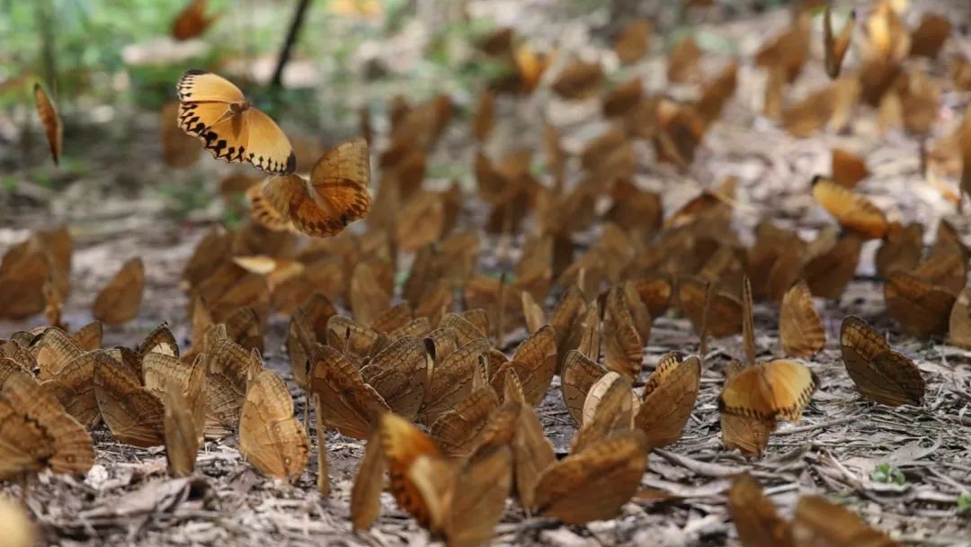 云南金平"亿"只蝴蝶大爆发