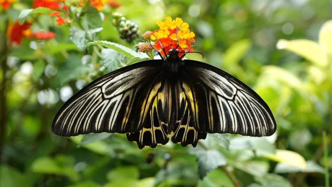 云南金平"亿"只蝴蝶大爆发