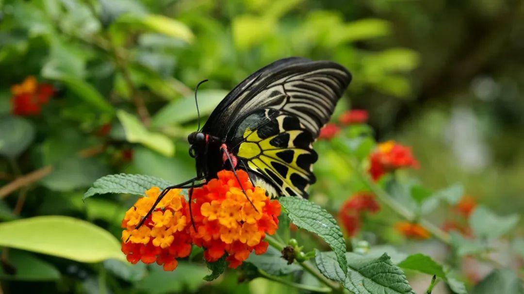 云南金平"亿"只蝴蝶大爆发