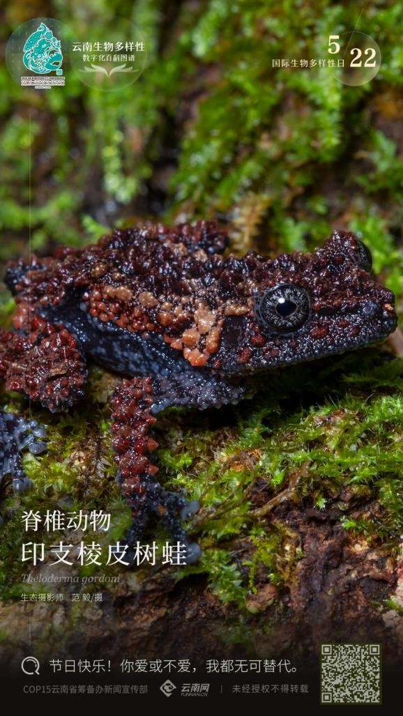 云南生物多样性数字化百科图谱脊椎动物74印支棱皮树蛙你爱或不爱我