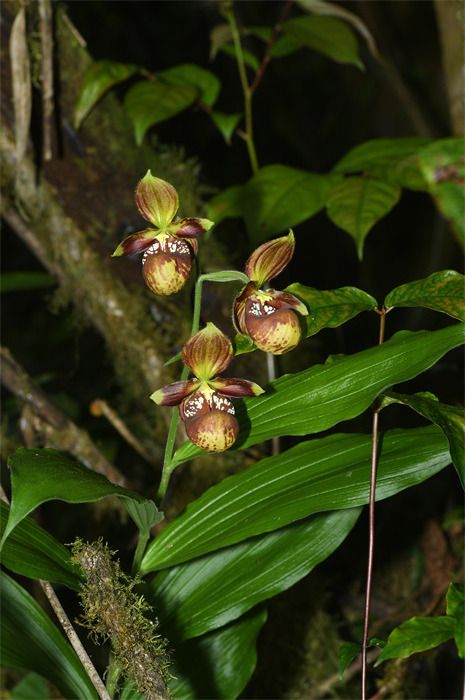 野生蘭科植物家族增添31個新種