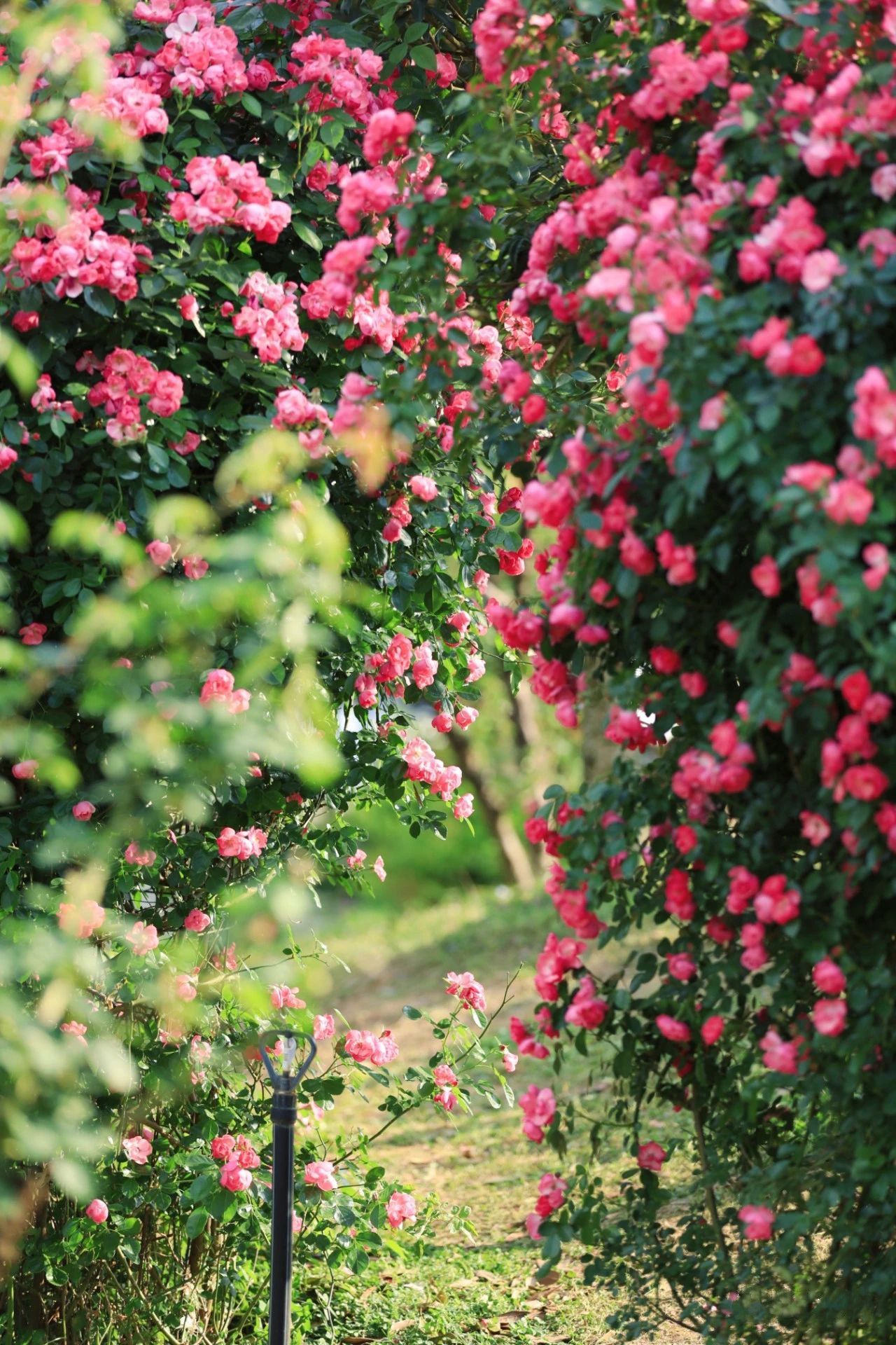 蔷薇属背景图片图片