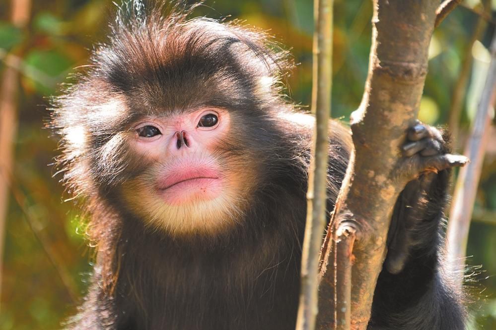 滇金丝猴又叫黑白仰鼻猴,当地人叫雪猴青猴白猴