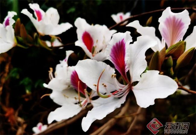 云南镇康县:白露花开启生态美食季