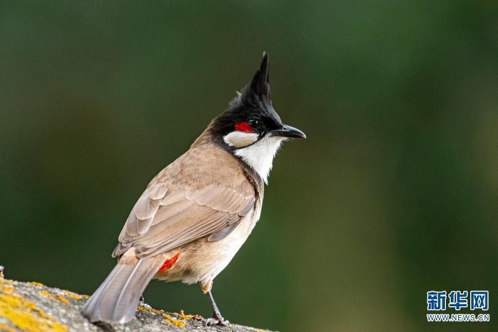 生态云南鸟儿能有多时髦一起来看这场鸟类发型秀
