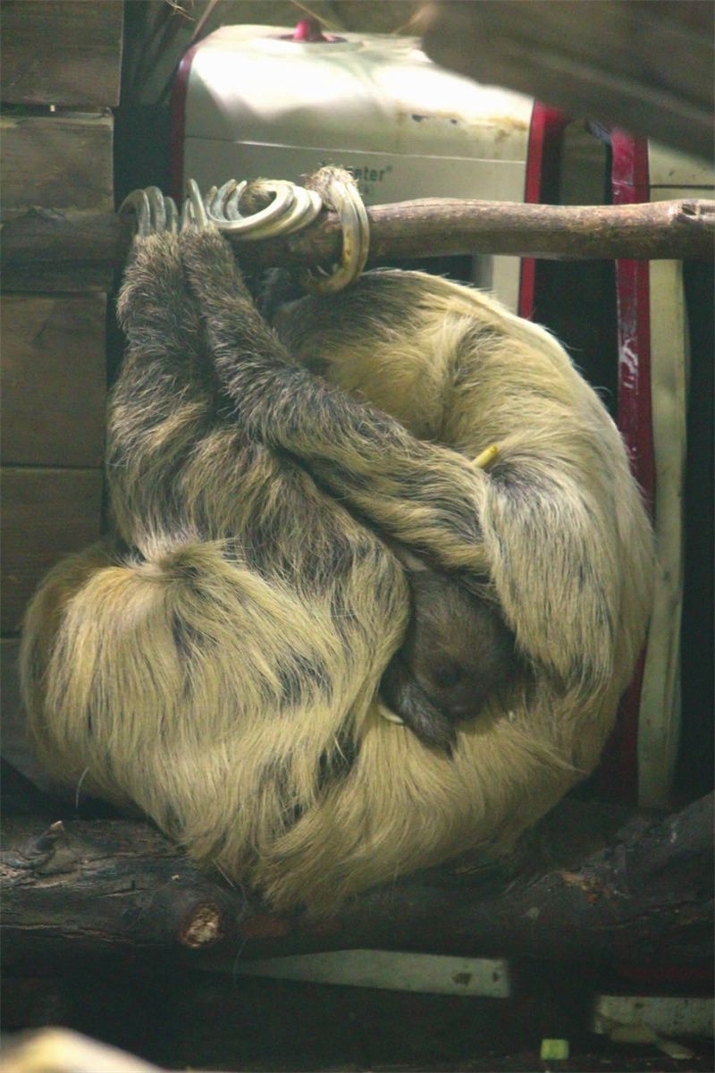 生物多樣性之美雲南野生動物園環尾狐猴黑天鵝樹懶寶寶見客