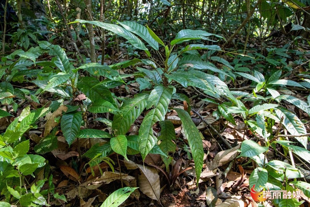 瑞丽发现国家一级保护植物云南娑罗双野生群落