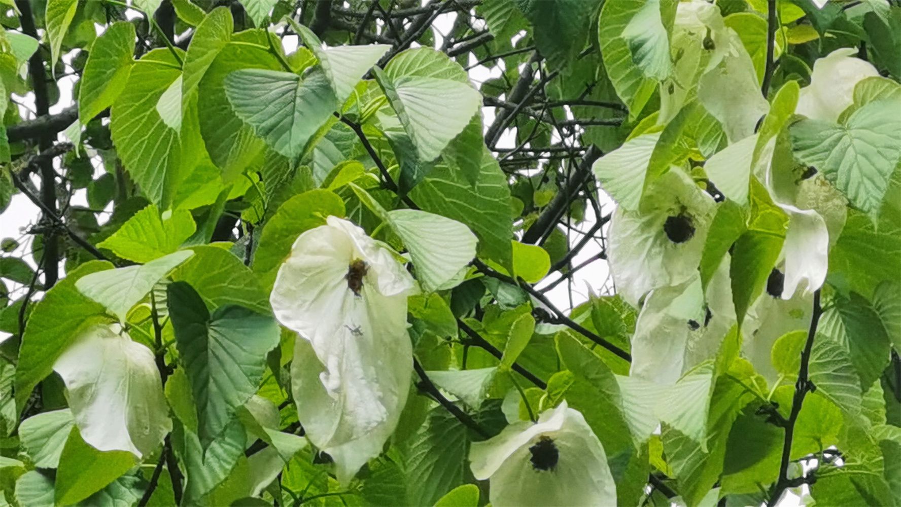 国家一级重点保护野生植物珙桐在云南昭通首次确定为18万亩