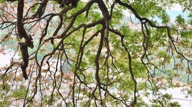生物多样性之美探秘云南牟定境内的百年黄连木