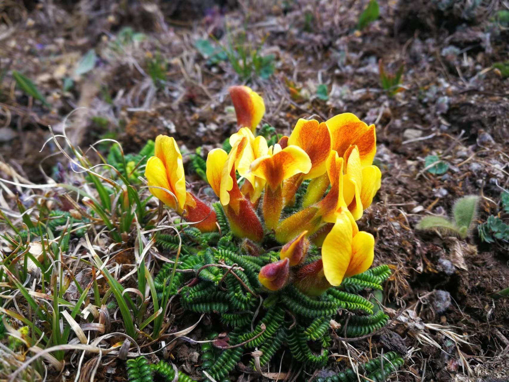 川滇雀儿豆一种生长在高海拔地区的植物