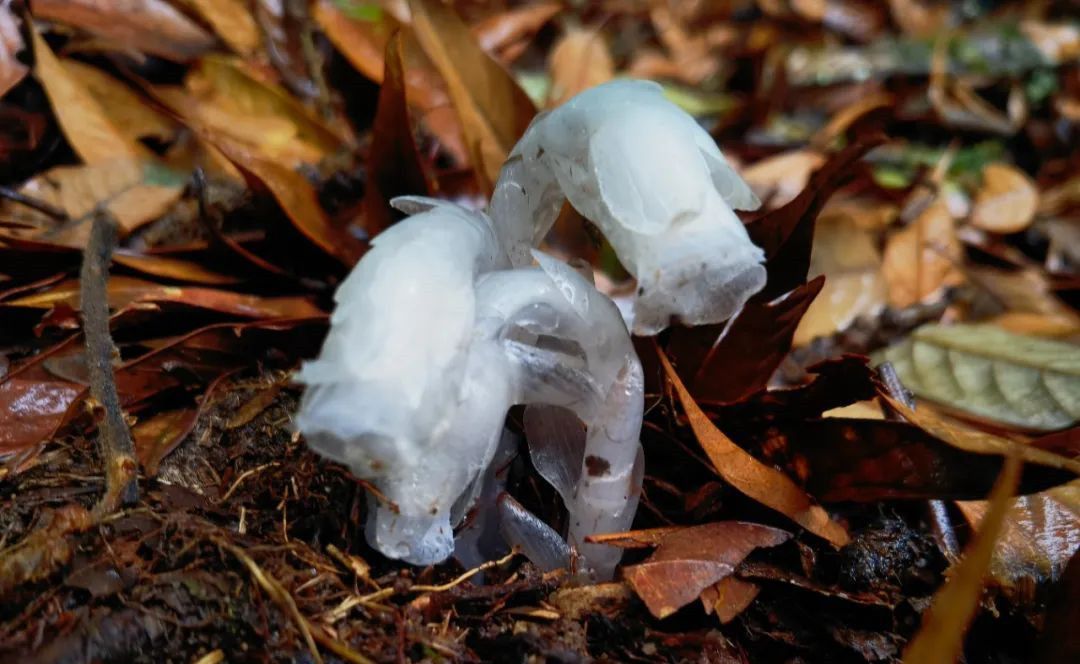 国家近危级珍稀植物水晶兰现身德宏