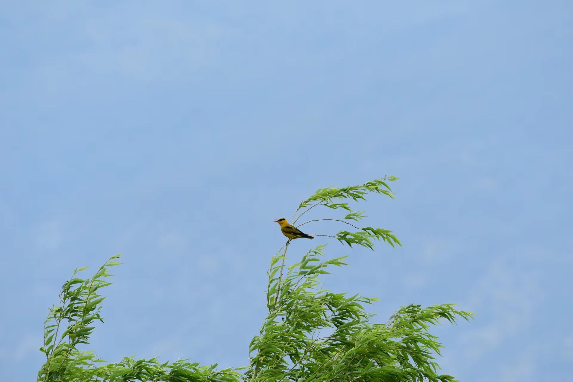 大自然的歌唱家黄鹂鸟现身云南丽江拉市海