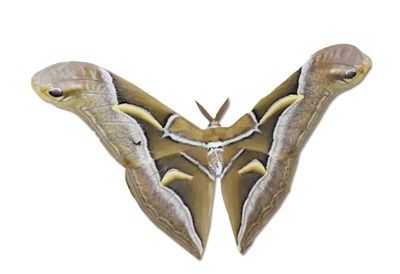 眉纹天蚕蛾标本图片
