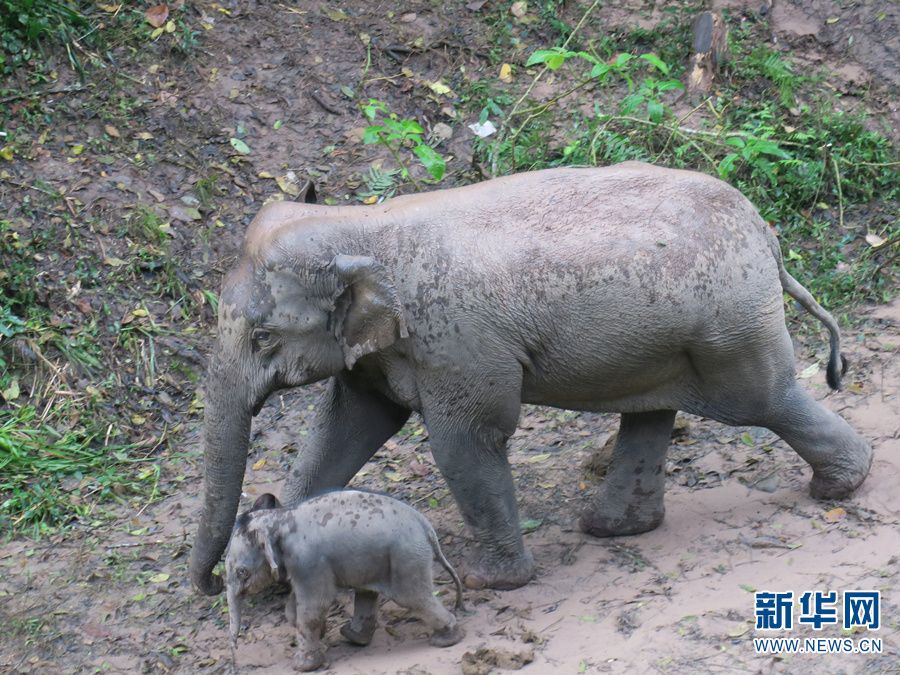 "短鼻家族"添新丁(2月6日摄).新华网发(西双版纳州林业和草原局 供图)