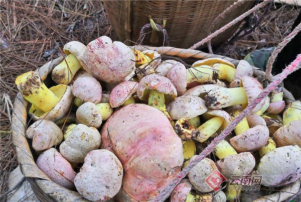 云南昌宁野生食用菌陆续上市