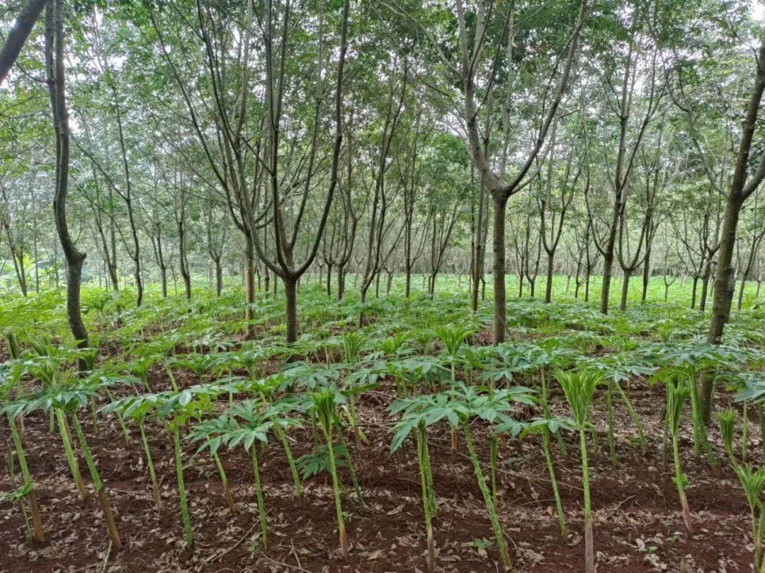 魔芋种植基地图片